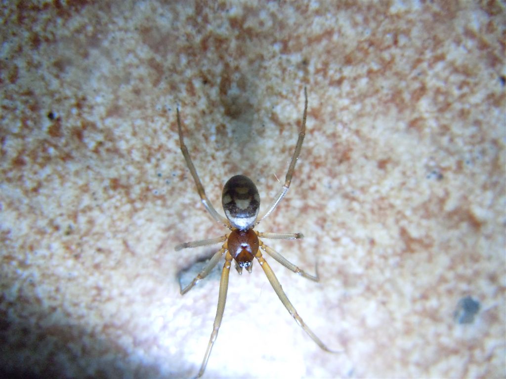 Steatoda grossa